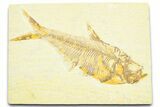 Detailed Fossil Fish (Diplomystus) - Wyoming #372306-1